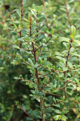 Ilex crenata stokes - x,