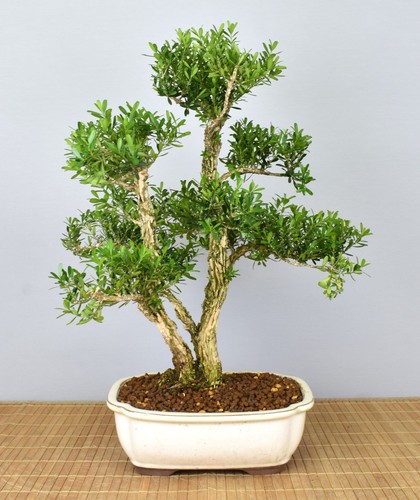 Bonsai indoor chinesischer - indoor,,