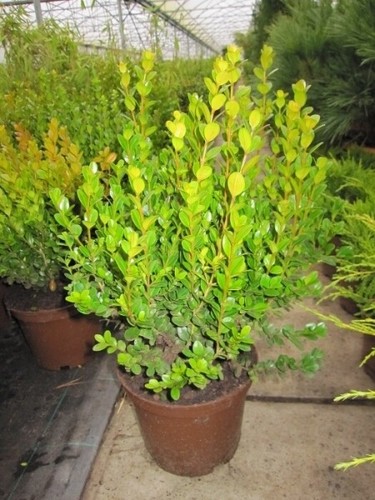 Buxus microphylla faulkner - buxus,