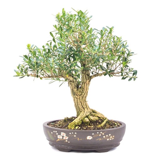 Bonsai chinesischer buchsbaum - chinesischer,