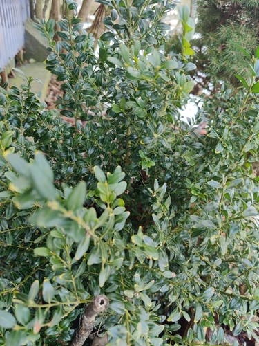 Gewöhnlicher buchsbaum buxus - gewöhnlicher,
