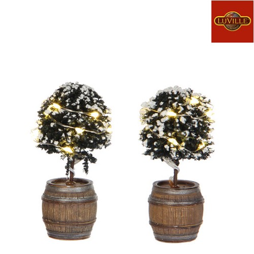 Luville buxus tree in - luville, a
