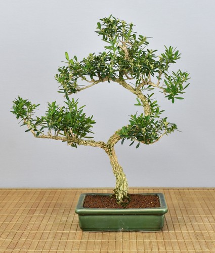 Bonsai indoor chinesischer - bonsai,