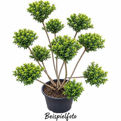 Ilex crenata glorie dwarf - ilex,
