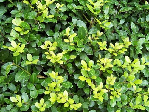 Ilex crenata green hedge - ilex,