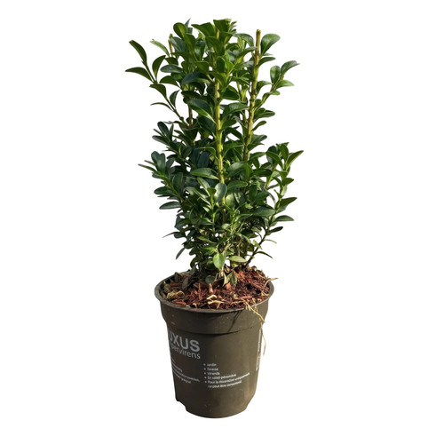 Gewöhnlicher buchsbaum buxus - buchsbaum,