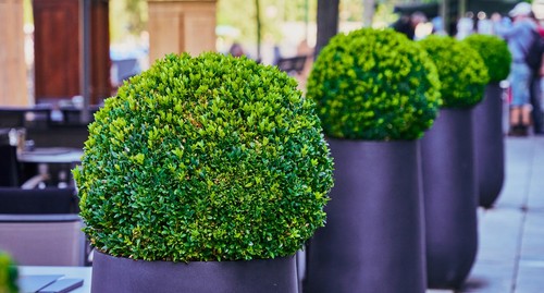 Samen buchsbaum buxus - 40,
