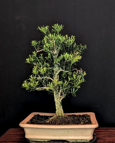 Bonsai chinesischer buchsbaum - chinesischer,