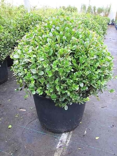 Buxus microphylla faulkner - microphylla,