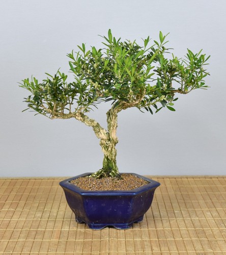 Bonsai indoor chinesischer - indoor,,