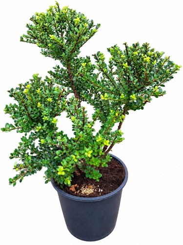 Ilex crenata glorie dwarf - ilex,