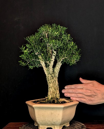 Bonsai chinesischer buchsbaum - bonsai,