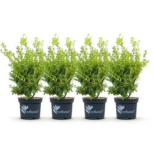 Buxus babylon beauty - babylon,