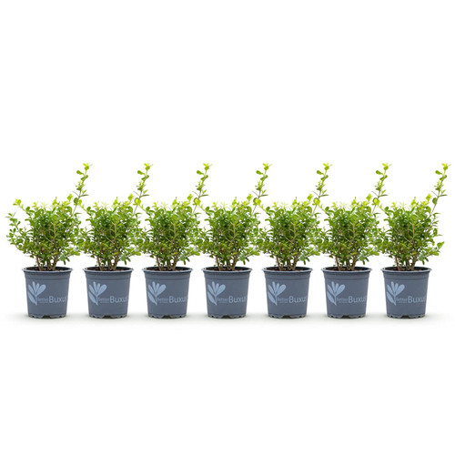 Buxus babylon beauty - buxus,
