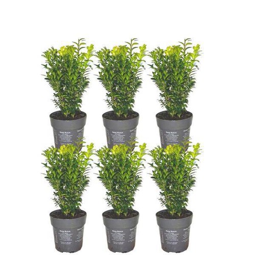 Buchsbaum buxus - buchsbaum,