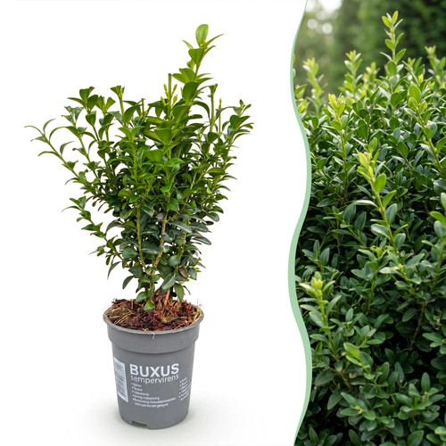 24x buxus sempervirens - buxus,
