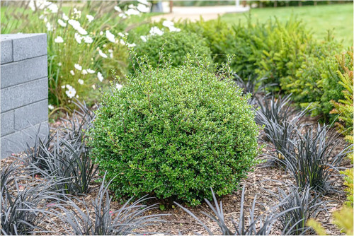 Ilex crenata glory - 3x,