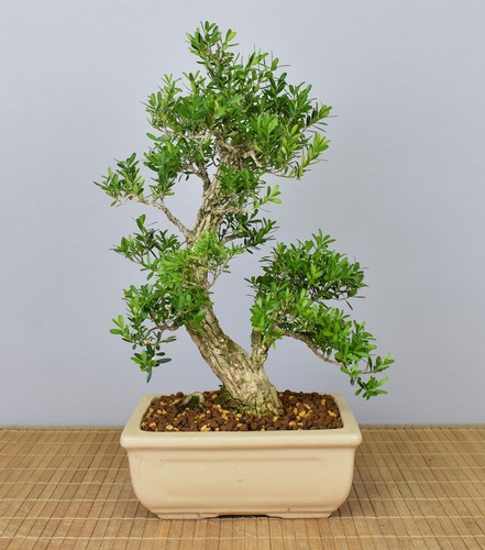 Bonsai indoor chinesischer - indoor,,