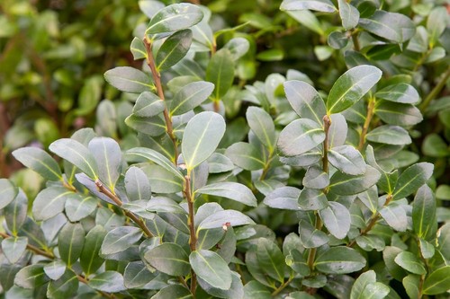 Ilex crenata caroline - ilex,