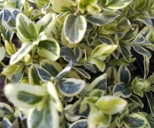 Buxus sempervirens