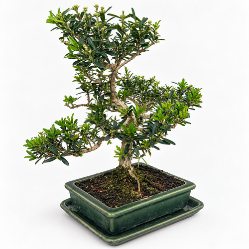 Bonsai buxus harlandii - bonsai,