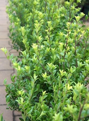 Ilex maximowicziana var - x,