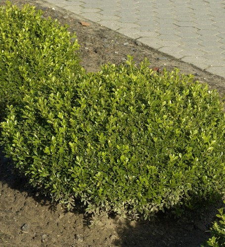 Buchsbaum herrenhausen 15cm - buchsbaum, 10-15cm