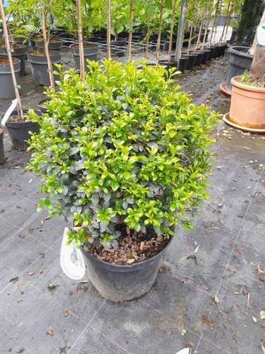 Ilex crenata luxus globe - crenata,