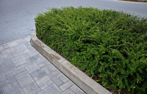Lonicera pileata - x,