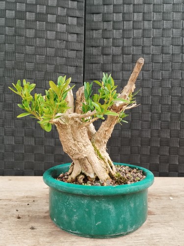 Pre bonsai buxus shohin - pre,