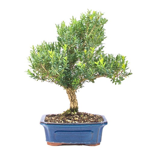 Bonsai chinesischer buchsbaum - chinesischer,