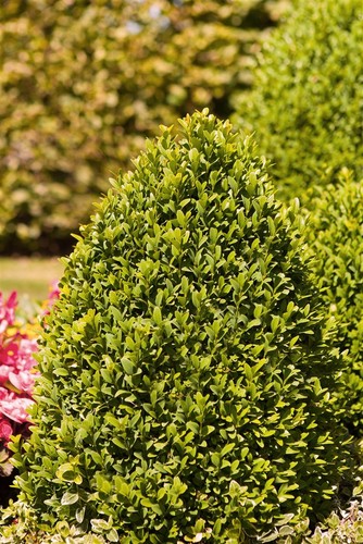 Buxus sempervirens