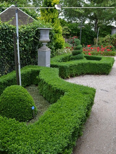 Buchsbaum 100 8 buxus - 80-100, cm.