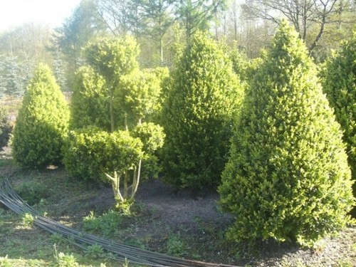 Buxus sempervirens arborescens