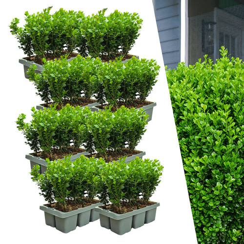Buchsbaum buxus newgen - buchsbaum,