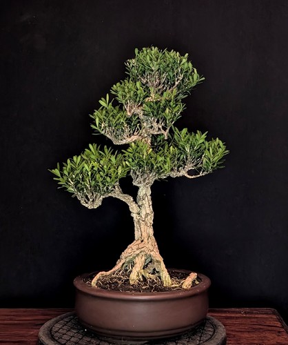 Bonsai chinesischer buchsbaum - bonsai,
