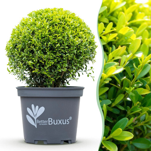 Buxus skylight buchsbaum - buxus,