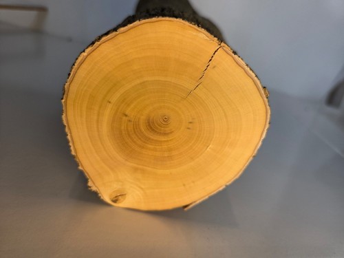 Stamm drechselholz buchsbaum - 1,