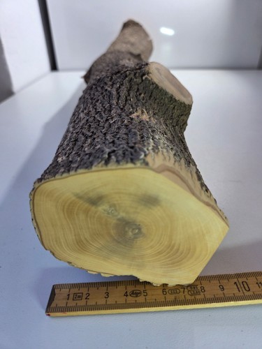 Stamm drechselholz buchsbaum - 1,