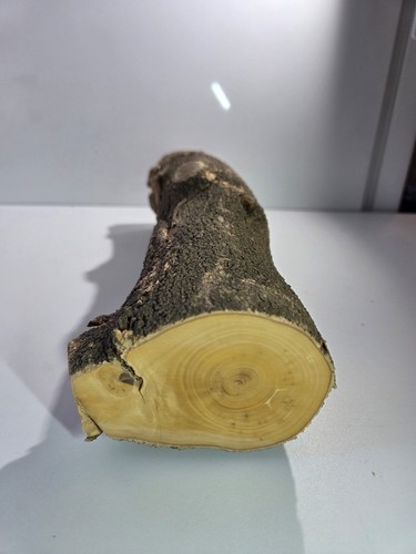 Stamm drechselholz buchsbaum - drechselholz,
