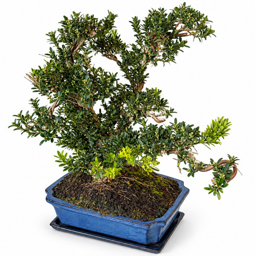 Bonsai buxus korkbuxus - bonsai,