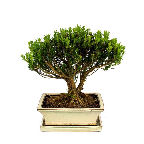 Bonsai buchsbaum buxus - bonsai, buchsbaum,