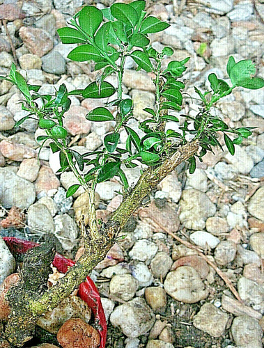 Buchsbaum,Bonsai
