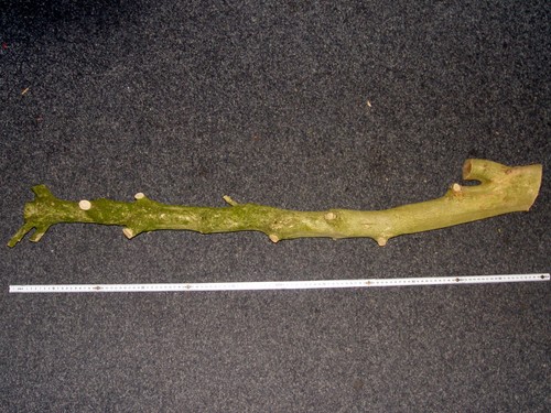 Buchsbaum buxus edelholz - buchsbaum,