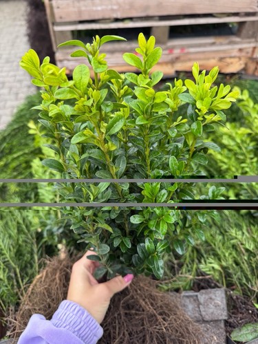 Buchsbaum buxus sempervirens - buchsbaum,