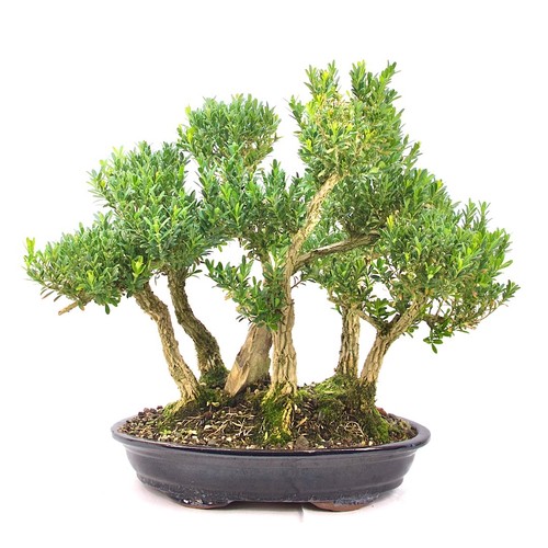 Bonsai chinesischer buchsbaum - chinesischer,
