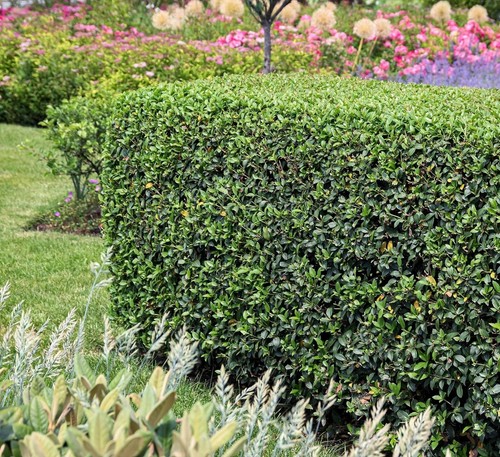 Osmanthus burkwoodii - 3, x
