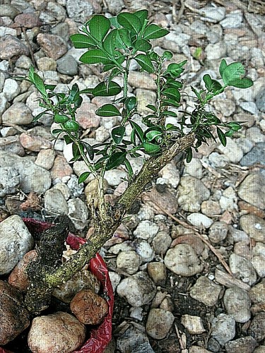 Buchsbaum,Bonsai