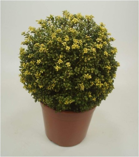 Ilex crenata convexa - crenata, 'convexa‘