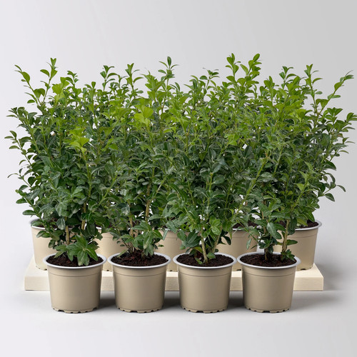 Buchsbaum buxus sempervirens - buxus,